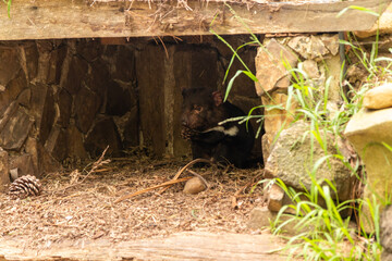 Cute little Tasmanian Devil at Unzoo