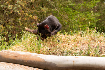 Cute little Tasmanian Devil at Unzoo
