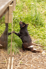 Cute little Tasmanian Devil at Unzoo