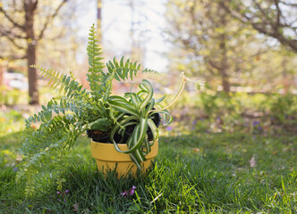 pots in the garden