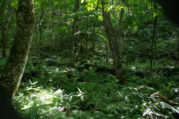 SONY DSC　
forest in spring, Tohoku area in japan