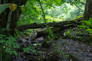SONY DSC　
forest in spring, Tohoku area in japan