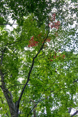 SONY DSC　
forest in spring, Tohoku area in japan