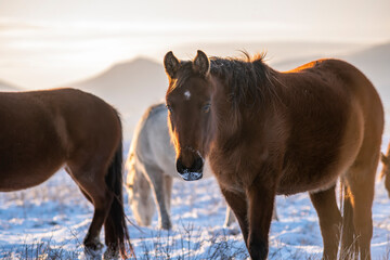 Snowy Mount Erciyes and wild horses in Kayseri city. A beautiful view at sunset