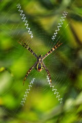 Spider Closeup 