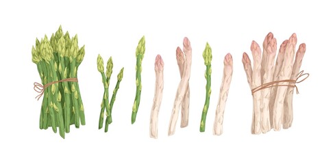 Collection of white and green asparagus stems and bound bunches isolated on white background. Set of raw fresh vegetables. Hand drawn colorful realistic vector illustration - obrazy, fototapety, plakaty