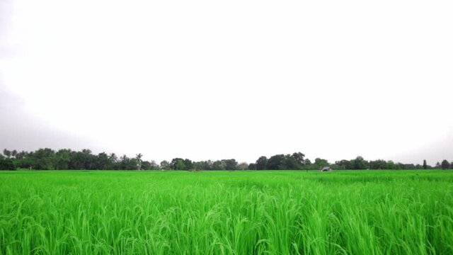 Landscape view of vibrant green rice fields under a clear sky in countryside. Beauty of agriculture.