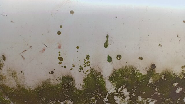 Aged white wall with green moss texture background