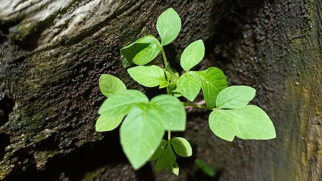 Small plant adaptation grows on aged cement wall. Green leaves texture background.