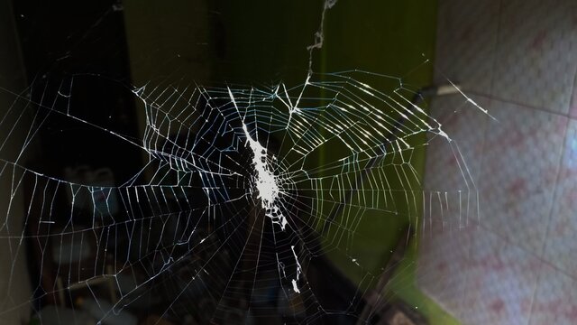 Focus photo of spider web on blur background
