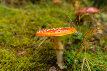Fliegenpilz