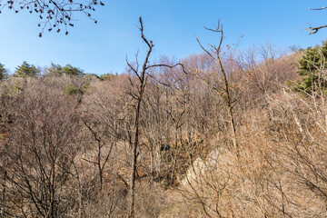 Valley with rocks, withered tree in the Bukhansan Mountain national park in the winter season in Seoul of South Korea