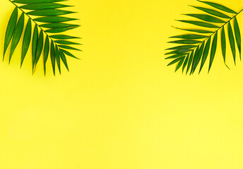 Palm Leaf on Yellow Backgrounds Summer Concept