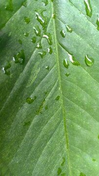Macro photo of green leaf with water drops