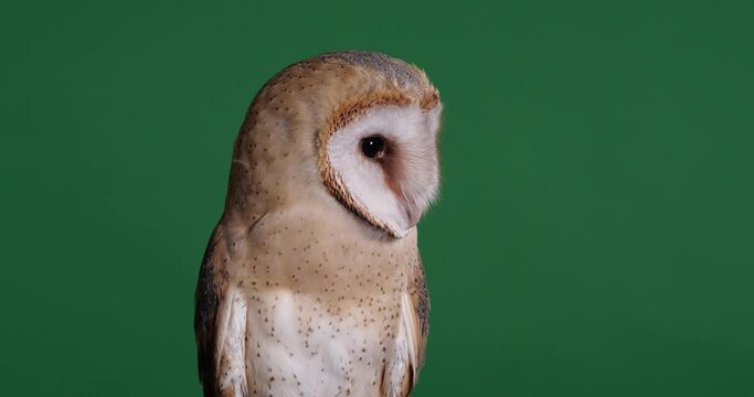 Beautiful barn owl on green background, closeup view