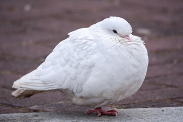 A beautiful white pigeon on the ground.