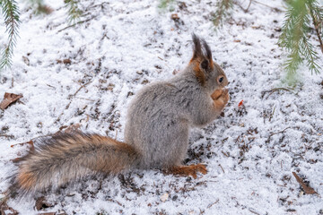 The squirrel sits on white snow with nut in winter.