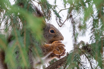 The squirrel with nut sits on a fir branches in the winter or late autumn