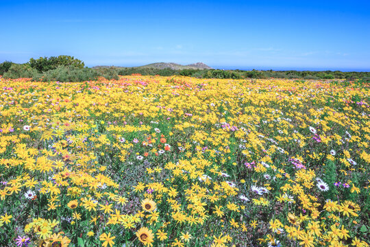 Flower season at West Coast National Park, Cape Town, South Africa 