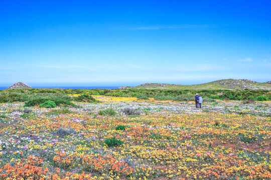 Flower season at West Coast National Park, Cape Town, South Africa 