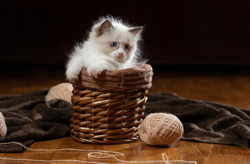 Fototapeta na wymiar kitten in a wicker basket plays. Bicolor Rag Doll Cat at home
