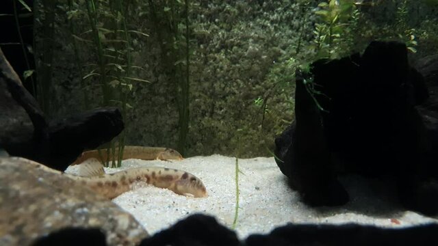 A loach resting on the white sand at the bottom