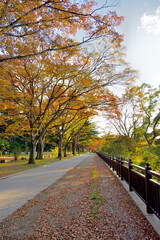 Fototapeta na wymiar 仙台の秋　西公園