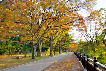 仙台の秋　西公園