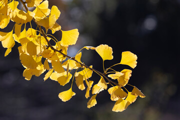 yellow autumn leaves