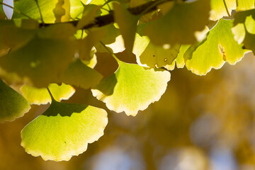 autumn leaves in the sun