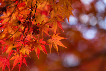 red maple leaves