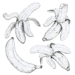 Banana set on a white background. Hand drawing
