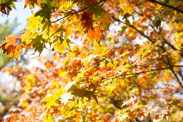 Fall in the Japanese Gardens