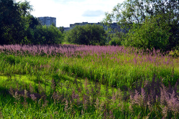 Fototapeta na wymiar Beautiful field with purple flowers near the residential area in Gomel, Republic of Belarus.