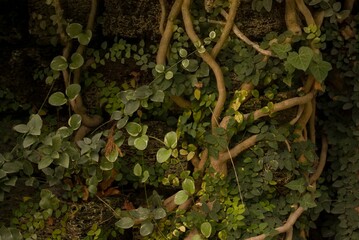 Dark green leaves and trees