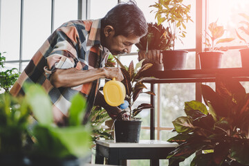 Senior Asian man is watering houseplant in his home gardening small business plant workshop.