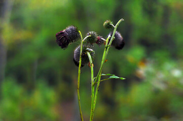 Close up thistle flowers on blurred background. Vladivostok, Russia