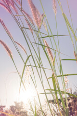 Blurred picture backlit with beautiful pink grass flowers with morning light.