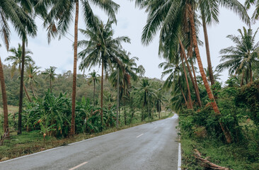 Coconut palms and road in tropical island.