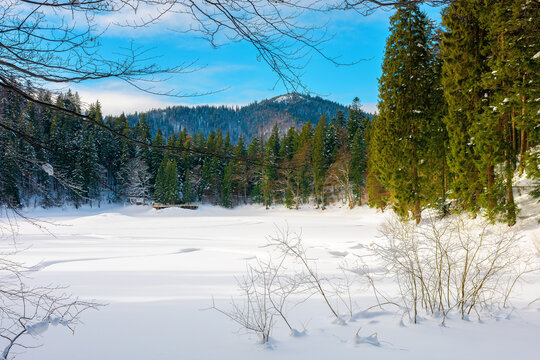 frozen mountain lake among spruce forest. beautiful winter landscape on a sunny day