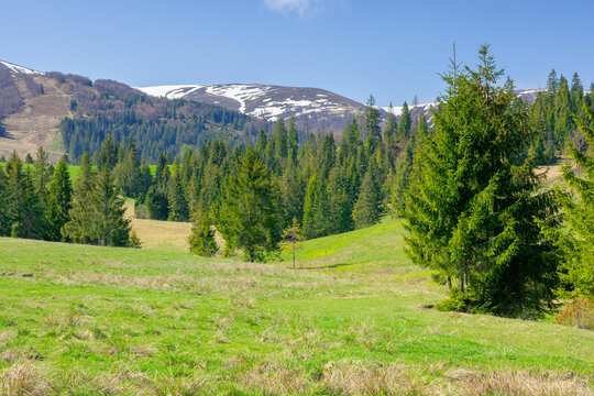 carpathian springtime landscape on a sunny day. beautiful nature scenery with spruce trees on the grassy meadow. snow capped ridge in the distance. warm weather with fluffy clouds on the sky