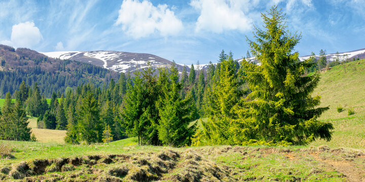 carpathian springtime landscape on a sunny day. beautiful nature scenery with spruce trees on the grassy meadow. snow capped ridge in the distance. warm weather with fluffy clouds on the sky