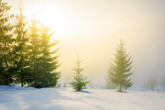 fog on a sunny winter morning. spruce trees among the glowing mist. beautiful scenery in mountains. hills covered in snow. cold frosty weather