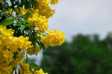 Yellow flowers in garden scene. Yellow flowers top view. Yellow flowers