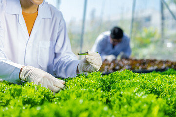 Scientists test the solution, Chemical inspection, Check freshness  at organic, hydroponic farm.