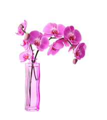 Vase with beautiful orchid flowers on white background