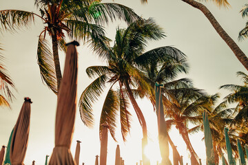 palm trees on the beach.