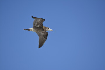 Sea Bird in flight 2