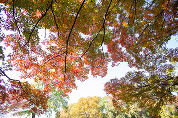 autumn in the forest