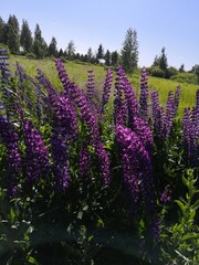lavender field in region